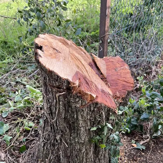 Stump grinding